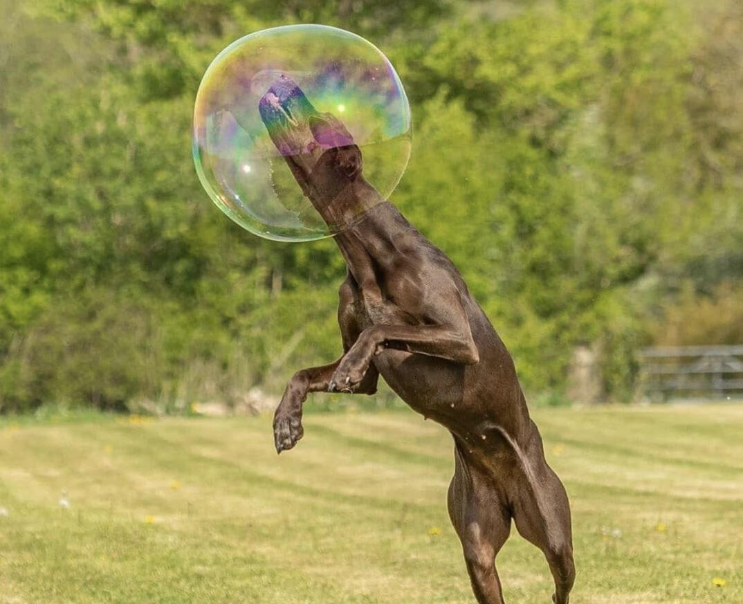 Dr Zigs Bubbles for Dogs