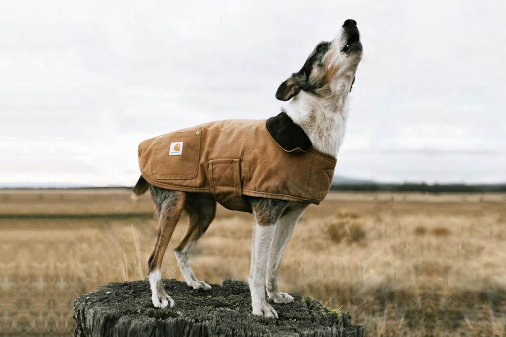 Carhartt Chore Coat