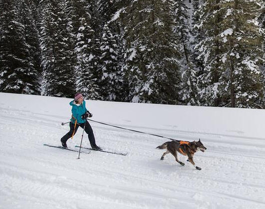 Dog Safety Snow Gear