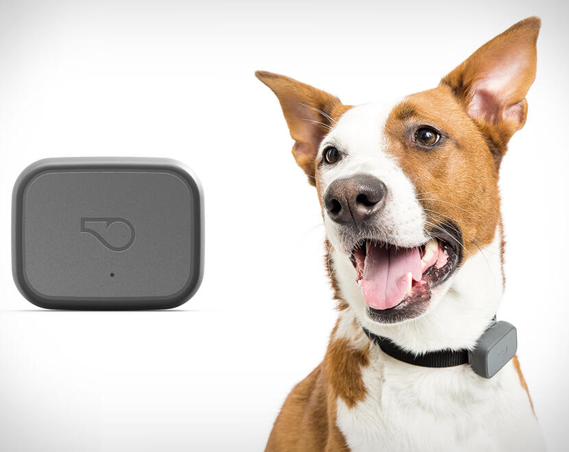 Whistle GPS Tracker