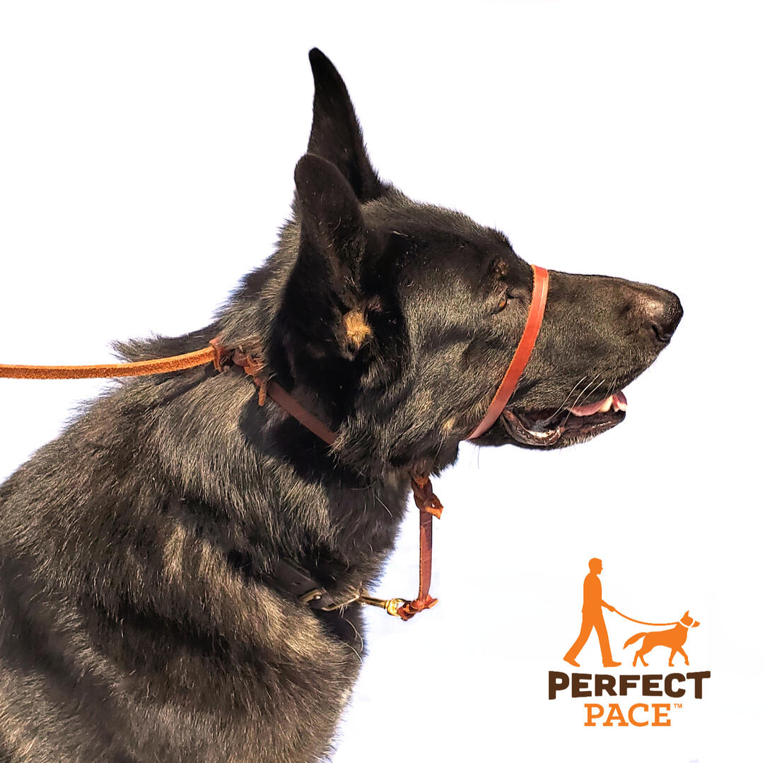 No-pull Halter Leash